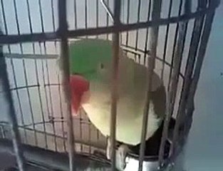 Talking parrot