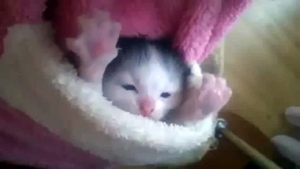 ★ かわいすぎる！ポケットの中に小さな赤ちゃん猫がにゃーにゃー鳴いていますｗ ★ かわいい 猫