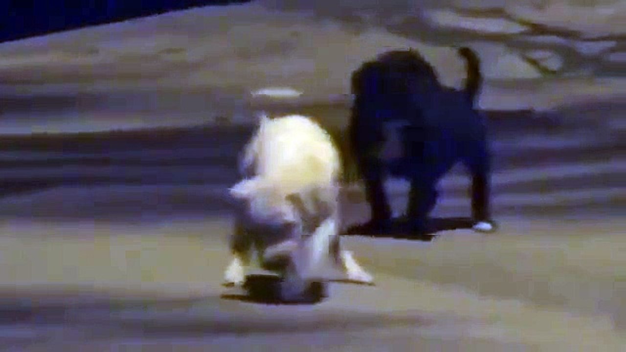 ★ これはかわいい！子犬たちが元気よく走り回ったり親犬に甘えたりしています♫ ★ かわいい 犬
