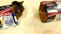 FUNNY VIDEOS Funny Cats Funny Cat Videos Funny Animals Try Not To Laugh