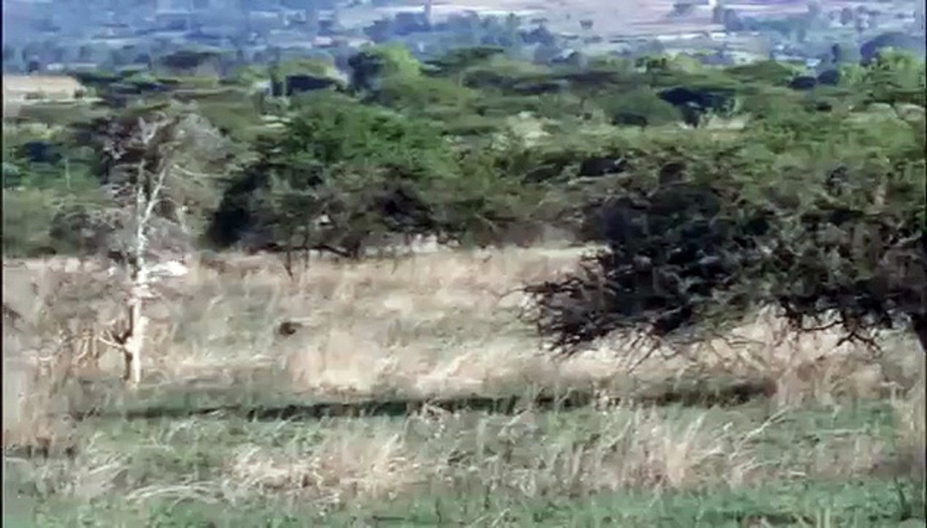 cheetahs hunt Ostrich