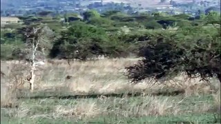 cheetahs hunt Ostrich