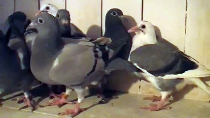 Młode Gołębie na sprzedaż po orginałach Janssen, Meulemans,Huyskens