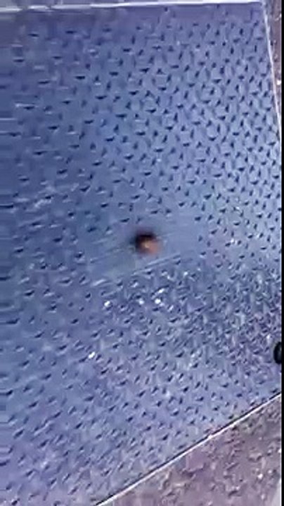 Snail Crushing Part 2