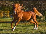 Πανέμορφα Υπέροχα Άλογα - Wonderfully Beautiful Horses