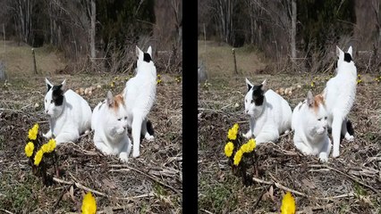 Cat Flower Forest Animal Funny Beautiful Kitty Pussy Cute Pets Art