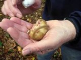 Surreywt: Snoring Dormouse