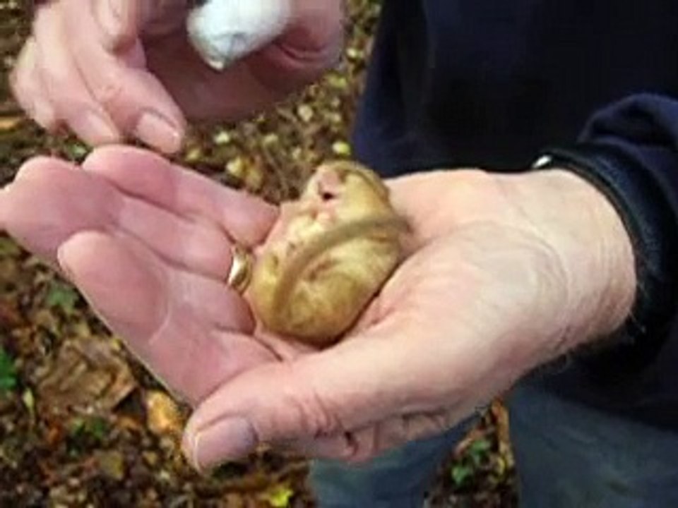 Surreywt: Snoring Dormouse