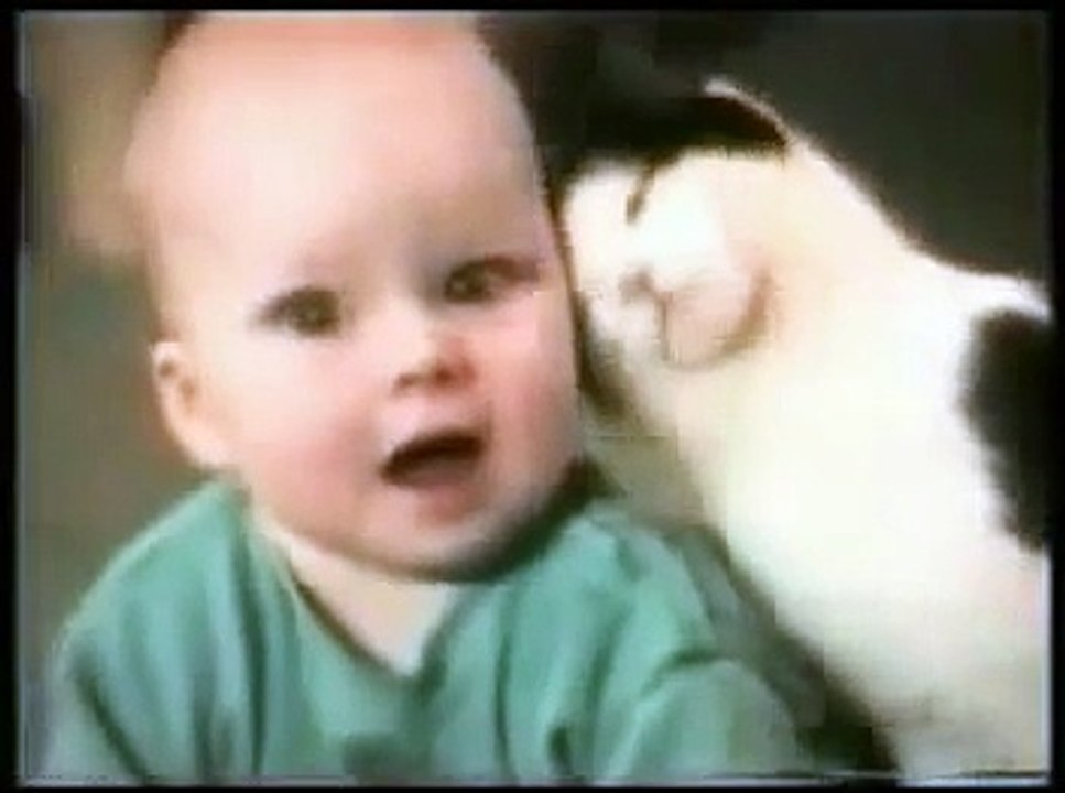 Funny Cat Videos with Sound Effects