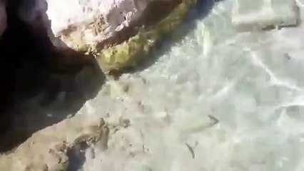 Un bébé requin de long de la plage à Marseille