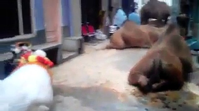 Cow Camels Bakra Qurbani Eid ul azha 2015 HD ✔ - Video Dailymotion