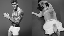 Doug the Pug lives like Justin Bieber for the day