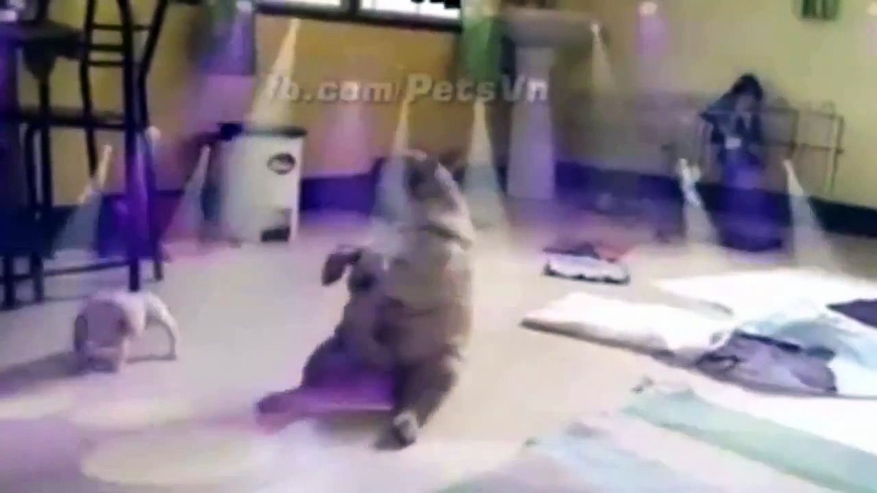 Try not to laugh or grin challenge IMPOSSIBLE funny animals 2015