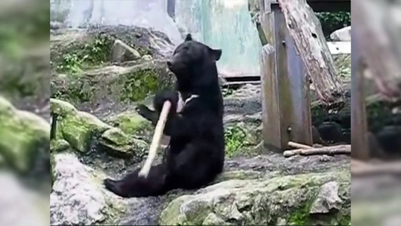 Kung Fu Panda