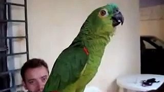 Chant opera Rellano par un perroquet