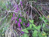 QUANDO PARLA LA NATURA L'UOMO FA SILENZIO E ASCOLTA