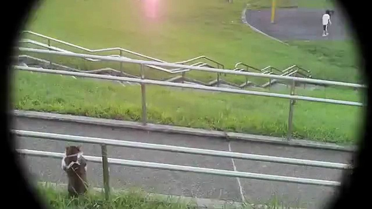 cat relaxing