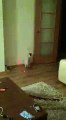 how to play a cat with laser lıght (NASIL OYNATILIR LAZER İLE KEDİ)