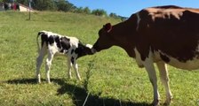Lonely Mother Cow Adopts Orphan Calf