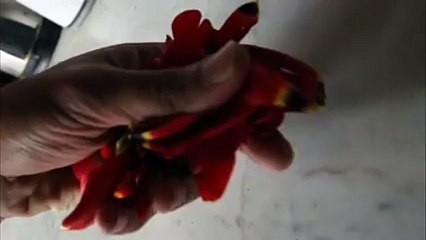 (1) Drama Domain - When wife returns home from her mums