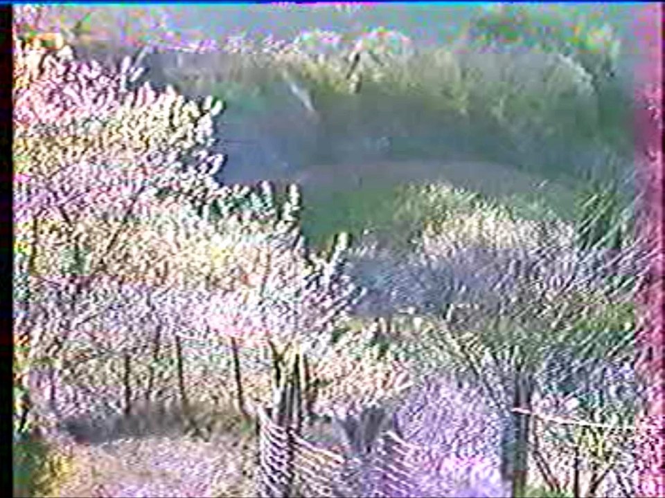 soleil sur cerisiers 29 8 2015