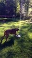 Puppy dog loves her new water fountain! CUTE