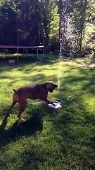 Puppy dog loves her new water fountain! CUTE