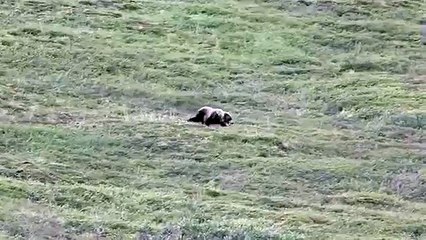 grizzly bear  have funny time !