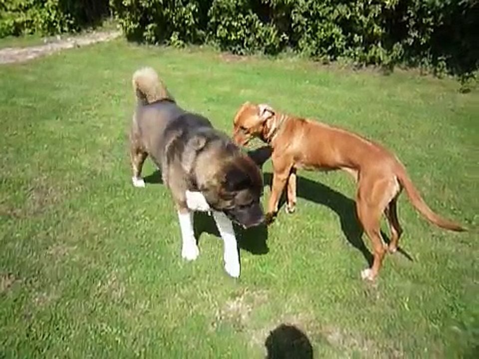 Akita playing with Ridgeback