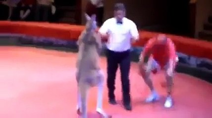 Kangaroo vs Man in Boxing