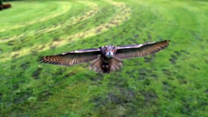 Eagle Owl Flight in Slow Motion