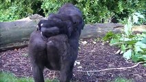 Gorillas @Burgers' Zoo 10 October 2014 part 1