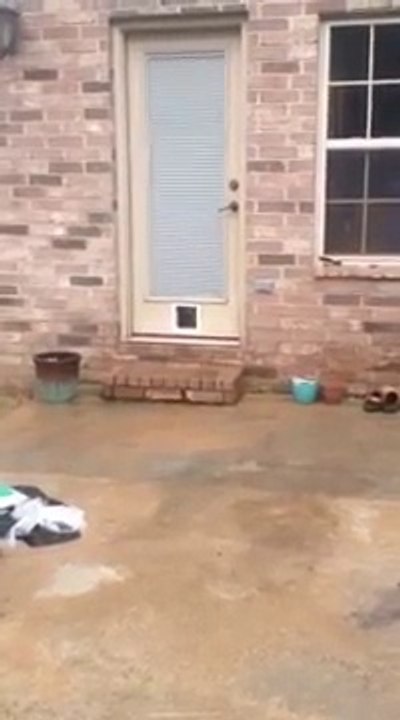 Chat vs Chatière