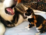 Alaskan Malamute playing with Cat