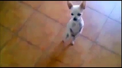 Смешные животные, Танцы животных, Смешные видео, Funny Dancing Animals, Funny Videos,