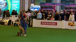Jodie and Bramble Crufts Freestyle 1st place!