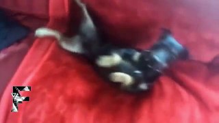 Guilty Dogs Compilation   Funny Videos at Videobash
