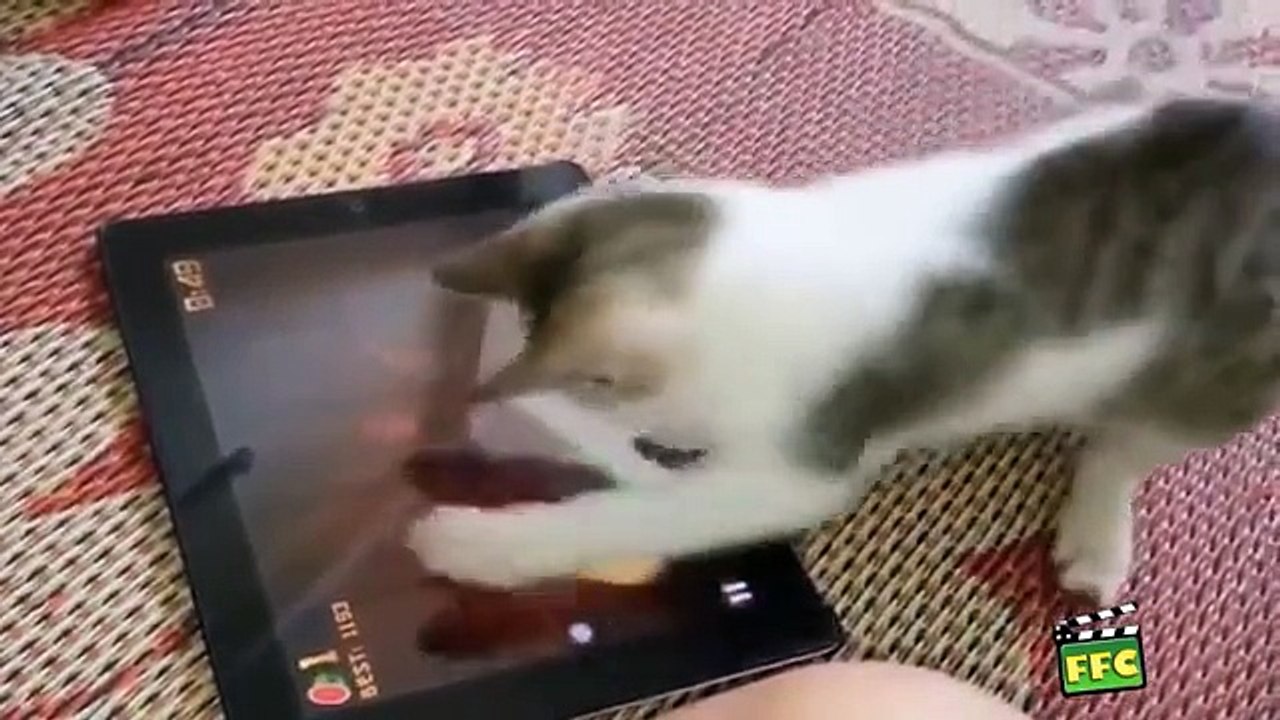 Funny animals cats . . .