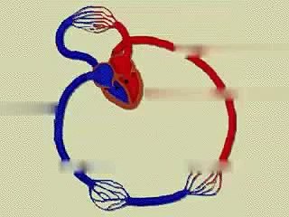 Portal Venous System [Animation].mp4