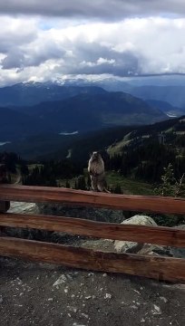 Une Marmotte crie comme une petite fille