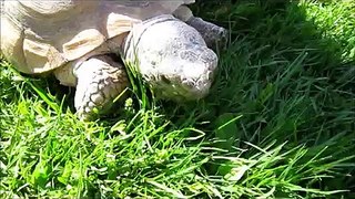 What does Gus Like?  -   Gus the Gopher Tortoise