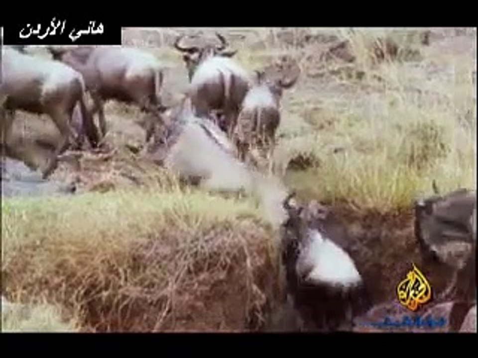 حياة البراري جزء 2