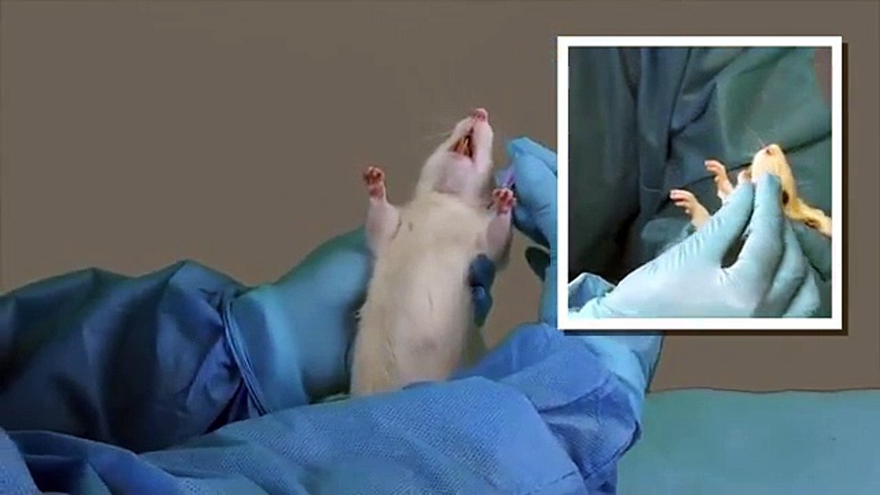 Rat Oral Gavage Training - video Dailymotion