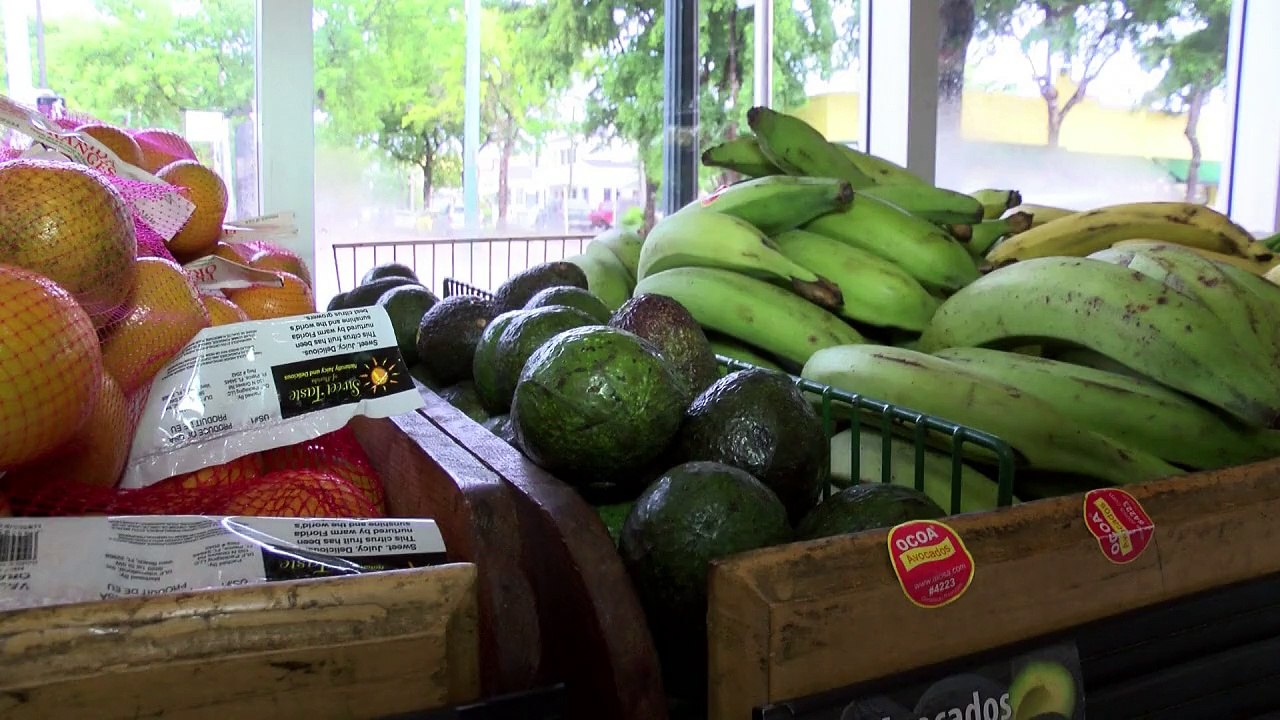 Hunde und Drohnen sollen Avocado-Bäume retten