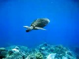 Turtle Dives to Coral: Best Snorkeling Great Barrier Reef.AVI