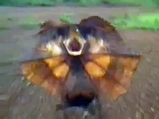Frilled Lizard in Threat Display