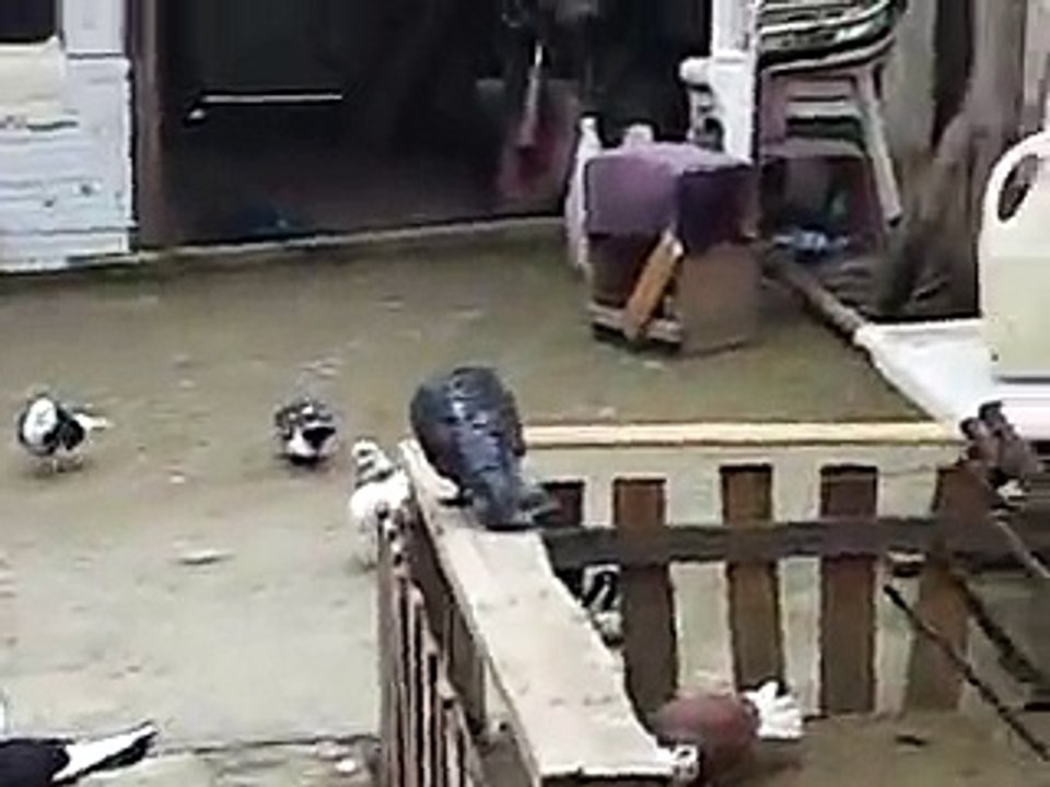 Makedonski-dunek-donek roler pigeon