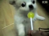 Lolli süchtig - Hund Klein Lolli Männchen Naschen Sucht Süß Tier Video