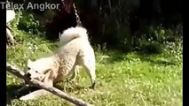 Funny Cats, Dogs Video Funny Cat, Dog videos Compilation 2015 Funny Animal #001
