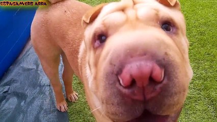 Shar Pei Puppy master horror Leo Vs Hades Funny moments